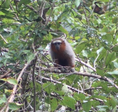 Plecturocebus ornatus