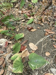 Aristolochia californica