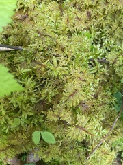 Hylocomium splendens image