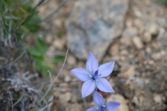 Lomatogonium carinthiacum