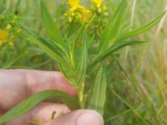 Hypericum adpressum