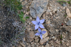Lomatogonium carinthiacum