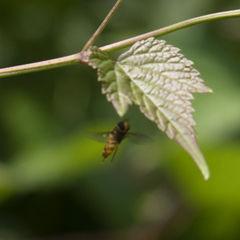 Meliscaeva cinctella
