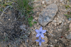 Lomatogonium carinthiacum