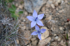 Lomatogonium carinthiacum