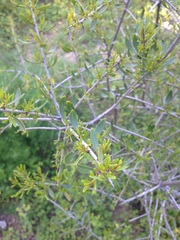 Rhamnus lycioides