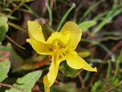 Oenothera pubescens