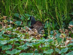 Porphyriops melanops