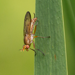 Tetanocera plebeja