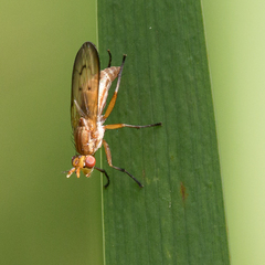 Tetanocera plebeja