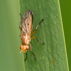 Tetanocera plebeja