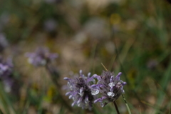 Nepeta discolor