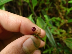 Pleurothallis ruscaria