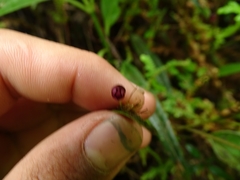 Pleurothallis ruscaria