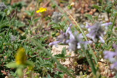 Nepeta discolor