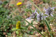 Nepeta discolor