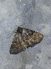 Metalectra tantillus