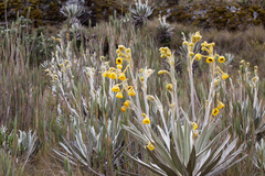 Espeletia grandiflora