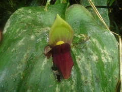 Pleurothallis gargantua