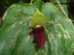 Pleurothallis gargantua
