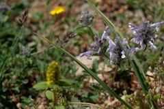 Nepeta discolor