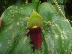 Pleurothallis gargantua