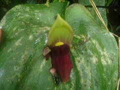 Pleurothallis gargantua