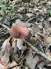 Xanthoconium purpureum
