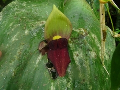 Pleurothallis gargantua
