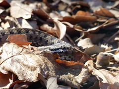 Vipera aspis zinnikeri