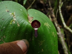 Pleurothallis hoeijeri