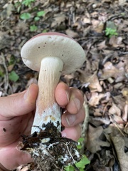 Xanthoconium purpureum