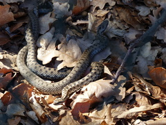Vipera aspis zinnikeri