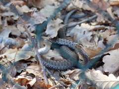 Vipera aspis zinnikeri