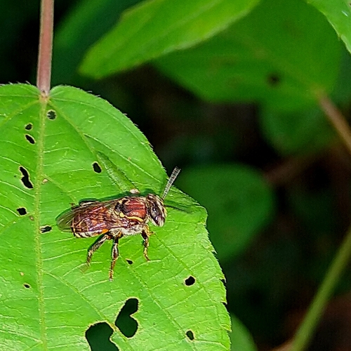 Tamagá