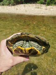 Trachemys scripta elegans