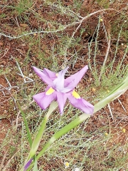 Moraea polystachya