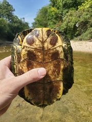 Trachemys scripta elegans