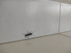 Neoponera villosa