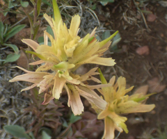Castilleja kaibabensis