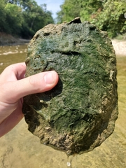 Trachemys scripta elegans