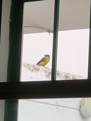 Tyrannus melancholicus