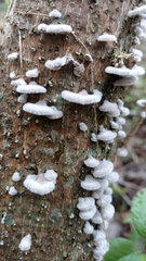 Schizophyllaceae