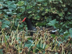 Gallinula galeata