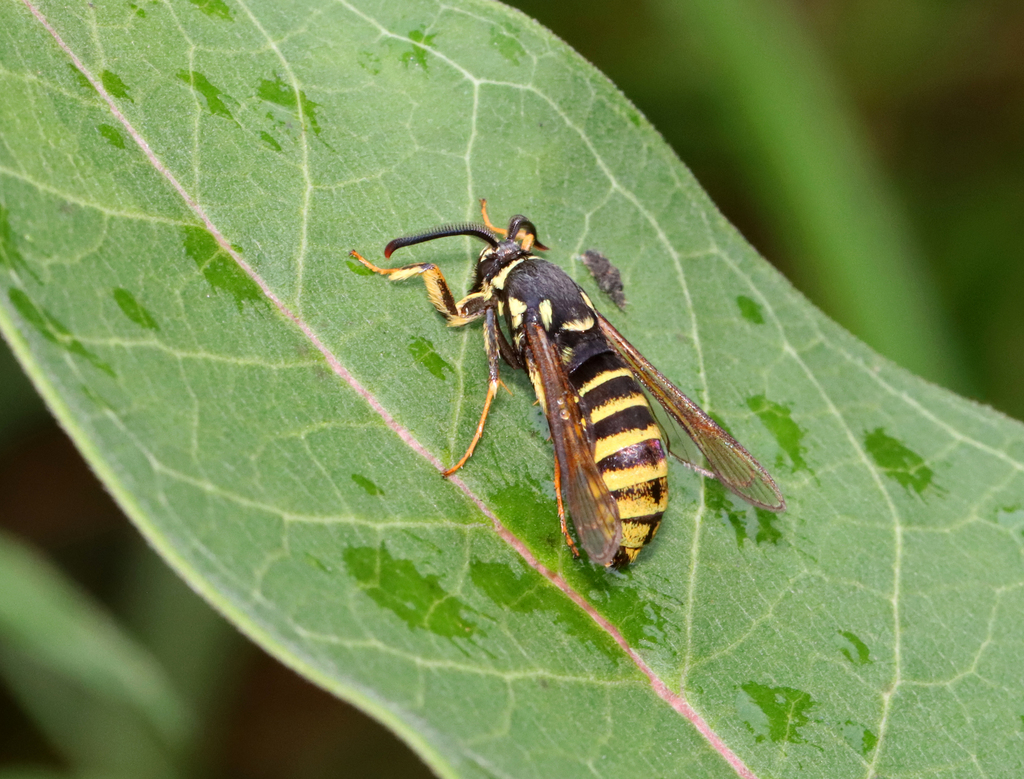Pin Oak Clearwing