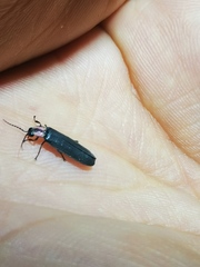 Photinus palaciosi