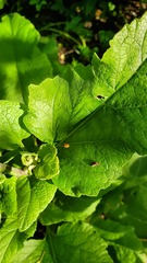 Leiobunum ventricosum