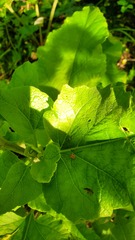 Leiobunum ventricosum