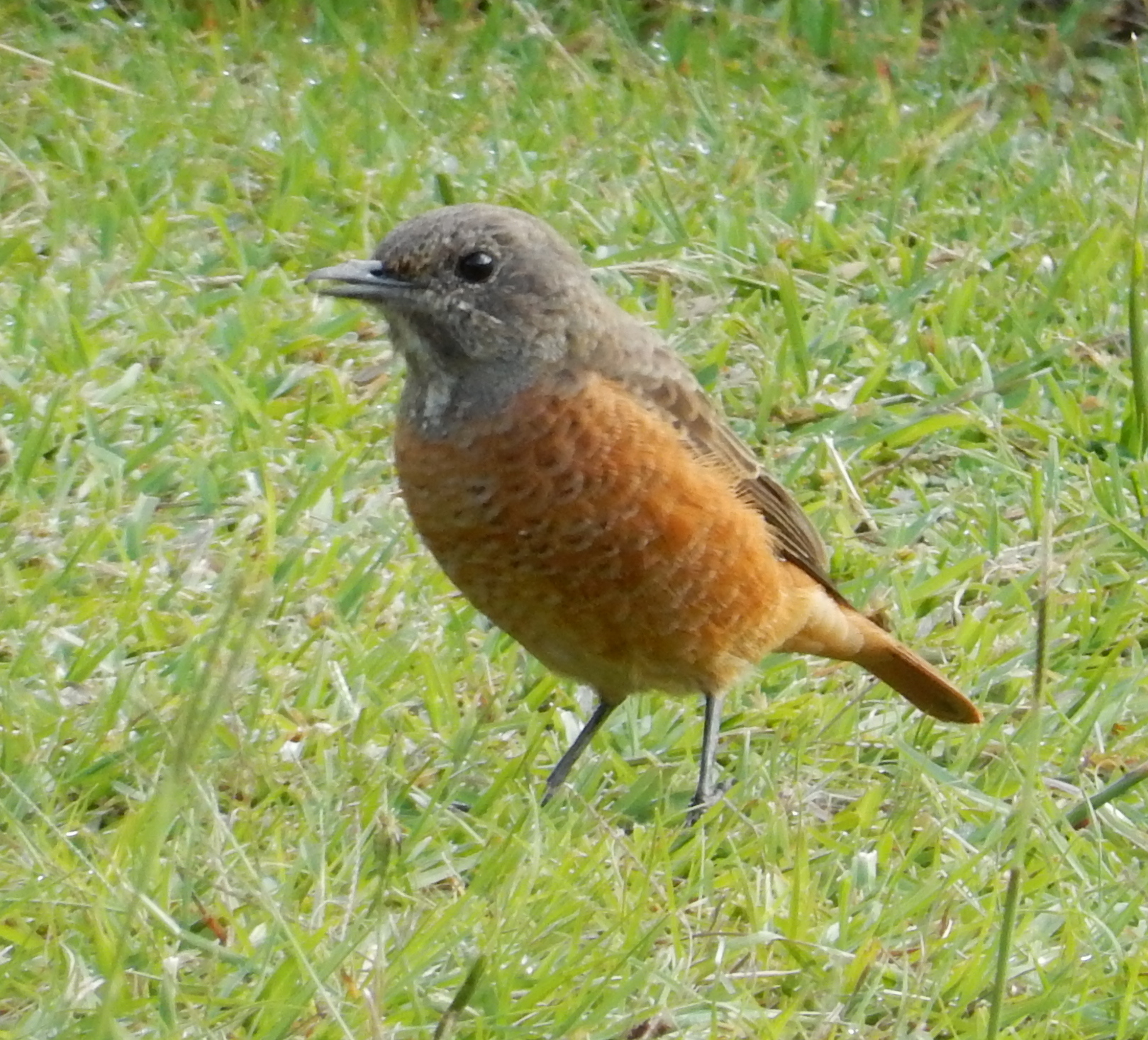 Cape Rock Thrush (Monticola rupestris)