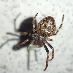 Nuctenea umbratica